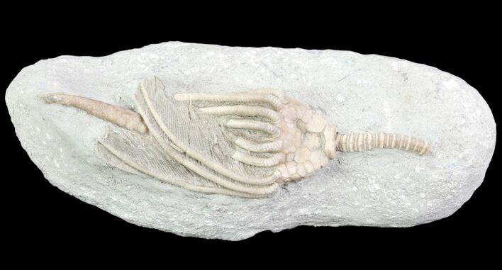 Crinoid (Macrocrinus) Fossil - Crawfordsville, Indiana #87970